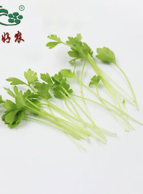 农美啊华摆盘装饰芽苗新鲜西芹苗