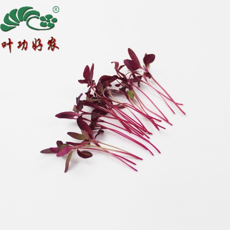 新鲜去根火红苗 西餐摆盘装饰 苗菜 30g/盒  15元/盒