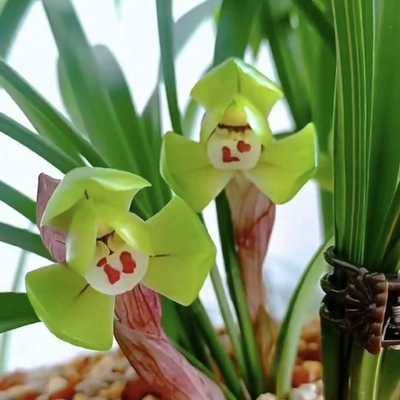 带花苞室内盆栽绿植老种大富贵