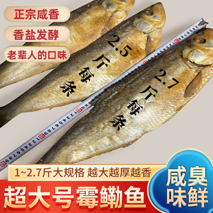 特大号咸鱼 霉香白鳞鱼 梅香鳓鱼盐力鱼山东特产臭咸鱼 老式咸鱼