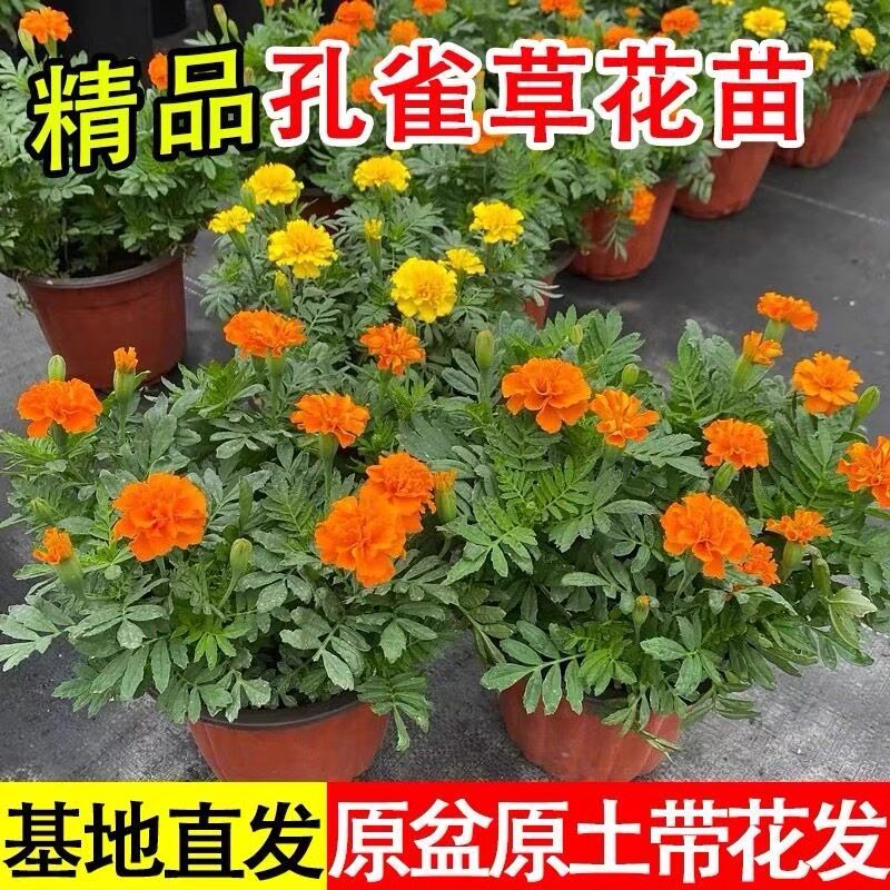 精品孔雀草花菊花盆栽耐寒耐热万寿菊花阳台庭院绿植花卉好养易活