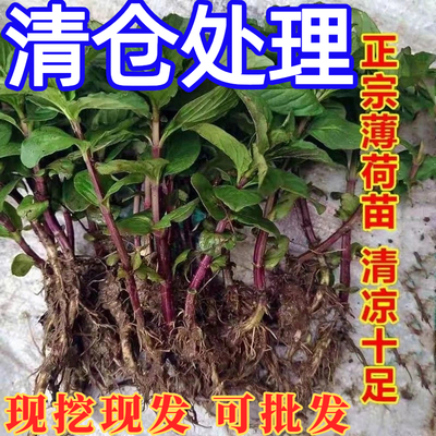 中华土薄荷】银丹草可食用泡茶驱蚊清凉野薄荷阳台庭院绿植盆栽