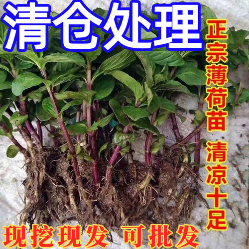 中华土薄荷】银丹草可食用泡茶驱蚊清凉野薄荷阳台庭院绿植盆栽
