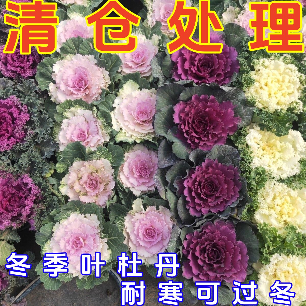 清仓羽衣甘蓝花苗盆栽耐寒好养