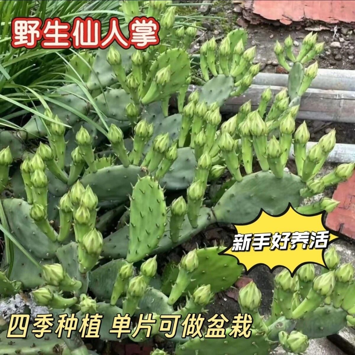 可食用仙人掌盆栽米邦塔耐旱易养