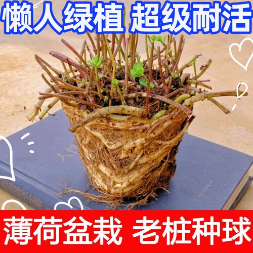 薄荷老桩盆栽可食用室内绿植