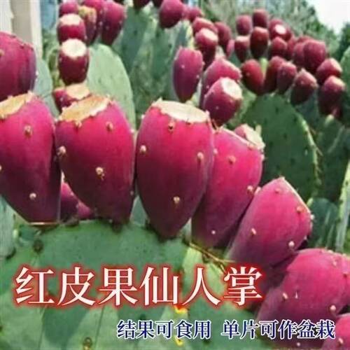 懒人绿植仙人掌水果盆栽阳台耐寒