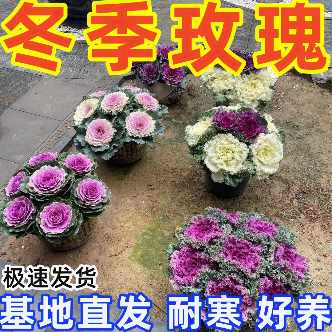冬日叶杜丹羽衣甘蓝盆栽可食用
