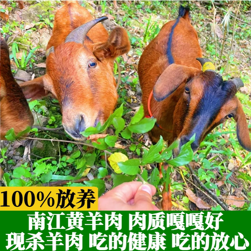 新鲜现杀南江黄羊肉假一赔十
