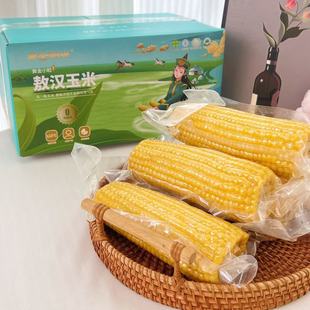 蒙谷阳光敖汉香糯玉米内蒙古黄糯玉米真空装袋装营养早餐代餐当季