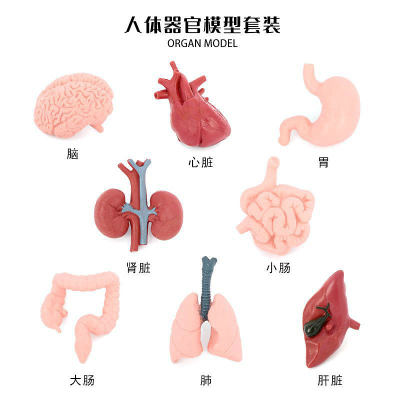 仿真人体器官模型儿童认知玩具