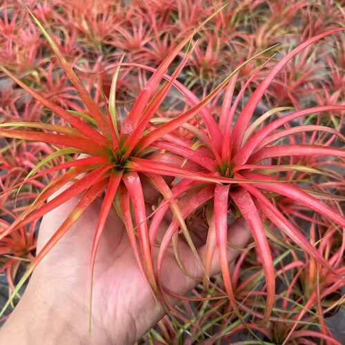 空气凤梨无土植物盆栽凤梨花盆栽摆件红精灵花微景观空气凤梨植物