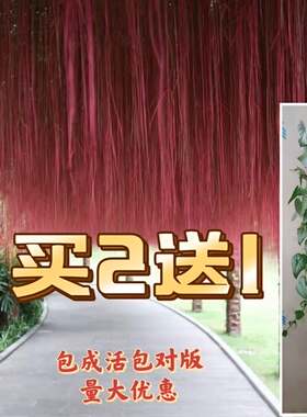 锦屏藤苗/蔓地榕/珠帘藤苗/一帘幽梦苗/富贵帘龙须草爬藤绿植包邮