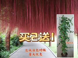 锦屏藤苗/蔓地榕/珠帘藤苗/一帘幽梦苗/富贵帘龙须草爬藤绿植包邮