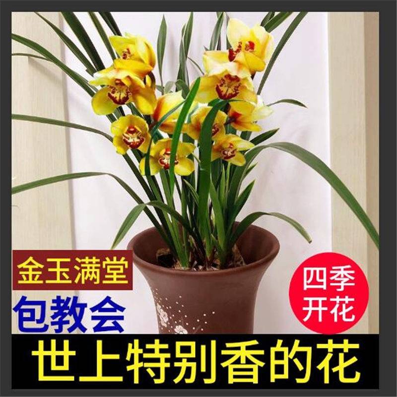 【金玉满堂】兰花超香名贵特香兰花浓香大花朵花卉建兰绿植文心兰 鲜花速递/花卉仿真/绿植园艺 国兰/杂交兰/洋兰类 原图主图