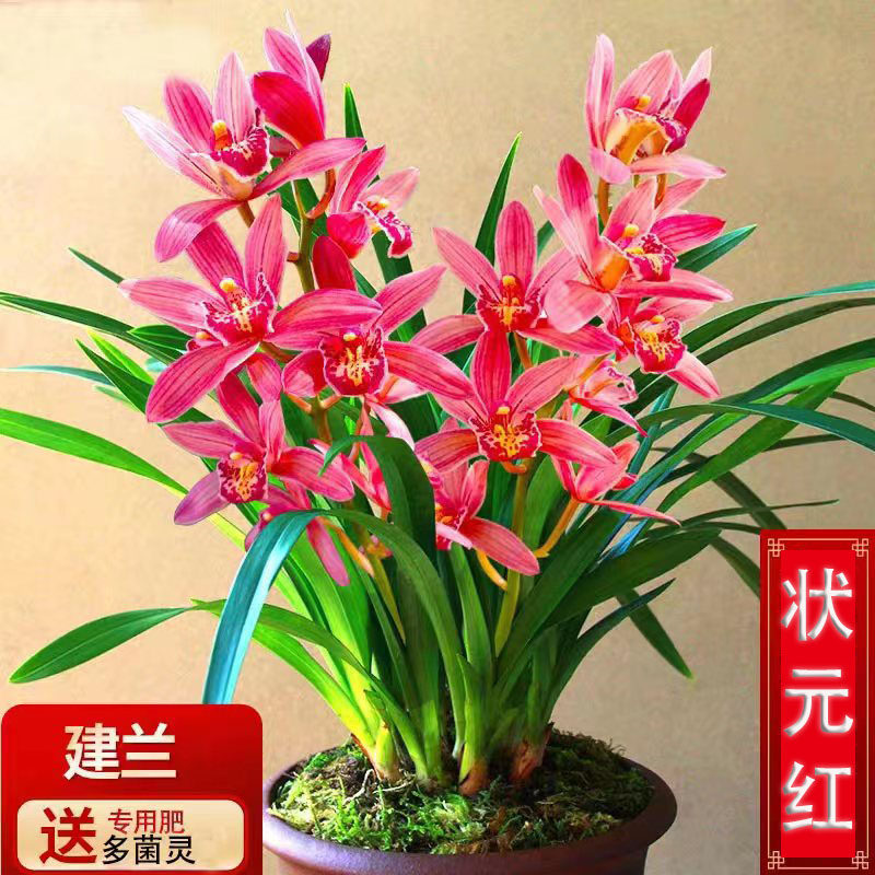 状元红兰花苗盆栽建兰四季兰状元红香妃兰花苗好养易活浓香型兰花