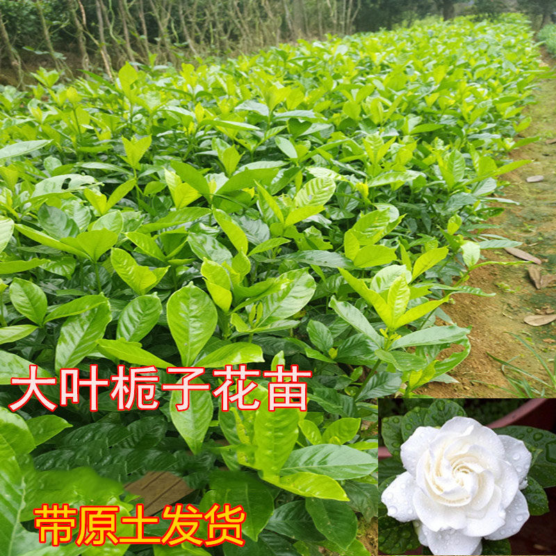 黄杨树苗开花西洋杜鹃树红花继木茶梅小苗大小叶桅子花苗月季花苗