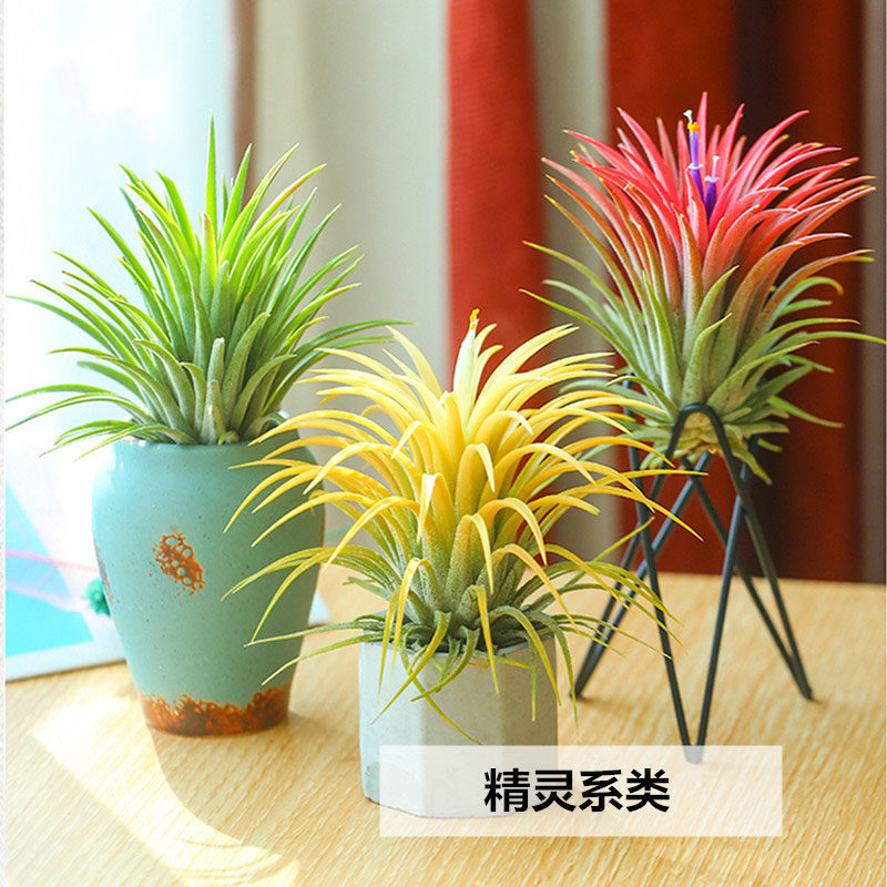 空气凤梨无土植物红精灵黄精灵绿精灵空气易养活绿植花卉空凤来仪