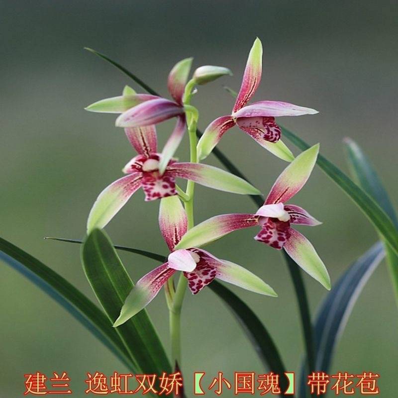 带花苞兰花建兰四季兰小国魂 逸红双娇兰花苗传统建兰