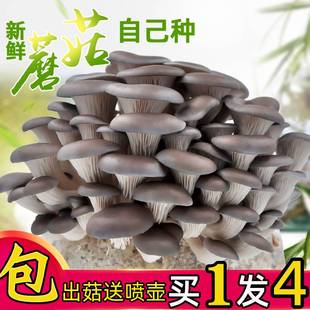 口蘑蘑菇种植包菌种平菇蘑菇菌包菌棒食用菌盆栽蘑菇家种香菇种植