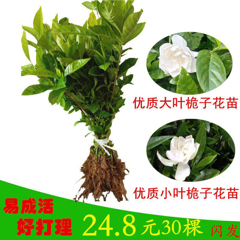 栀子花树苗盆栽绿植室内外阳台大叶牡丹桅子花苗庭院枝枝花苗小叶