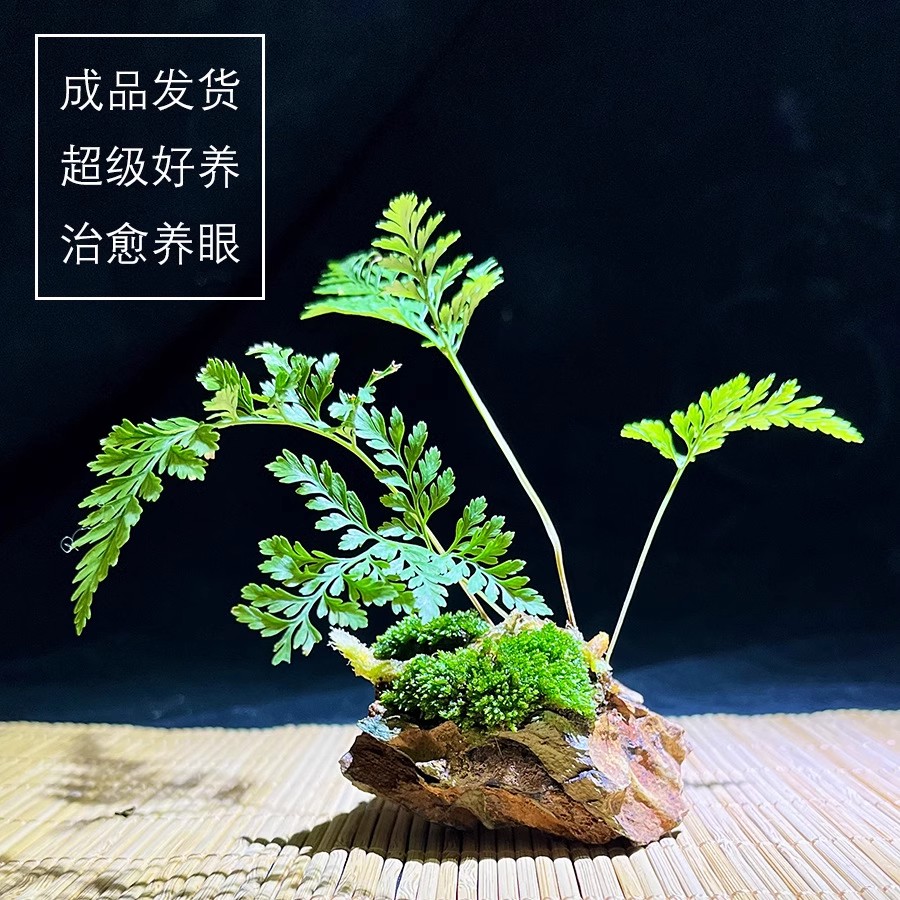 小叶赤楠生态瓶苔藓微景观盆栽青苔微景观造景缸植物水培盆景绿植