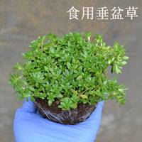 正宗新鲜垂盆草盆栽央视垂盆草中药材可食用室内绿植护肝草垂盘草