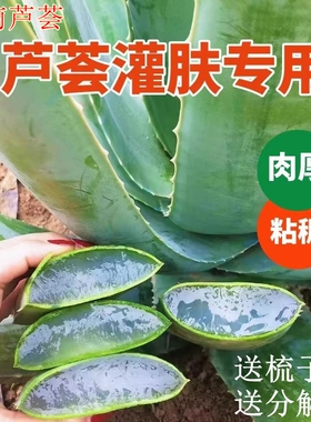 库拉索芦荟灌肤美容院专用可食用芦荟鲜叶室内盆栽芦荟苗芦荟叶片