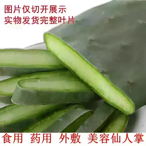 仙人掌食用药用外敷无刺仙人掌食用仙人掌片中药外敷米邦塔仙人掌