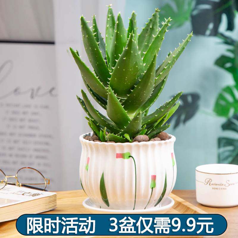 芦荟盆栽含盆可食用室内净化空气植物大盆好养不夜城芦荟多肉