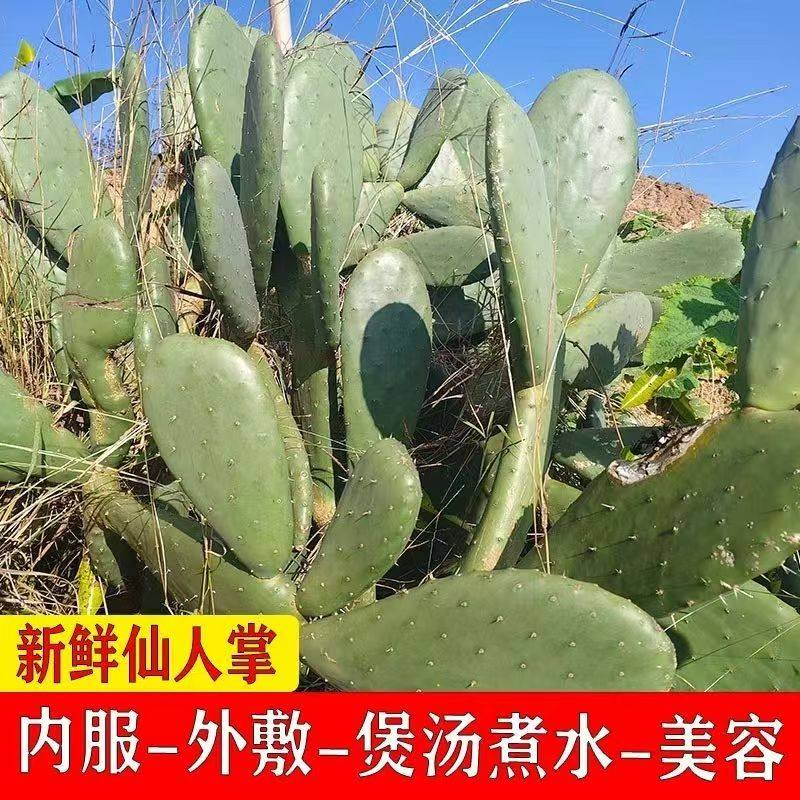 米邦塔可食用仙人掌药用外敷生吃多肉盆栽绿植美容外敷专用叶片苗,鲜花速递/花卉仿真/绿植园艺,绿植,淘宝优惠券,粉丝福利购,淘宝优惠卷