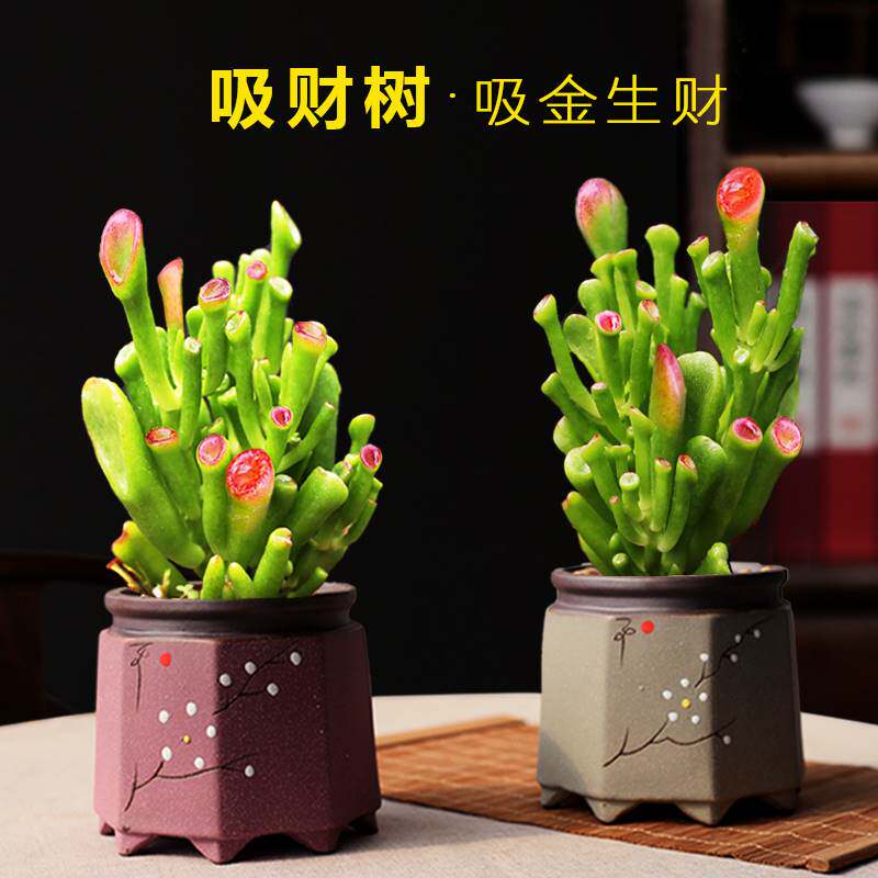 年宵多肉植物招财猫吸财树又名筒叶花月大老桩趣味观叶型玉树盆栽