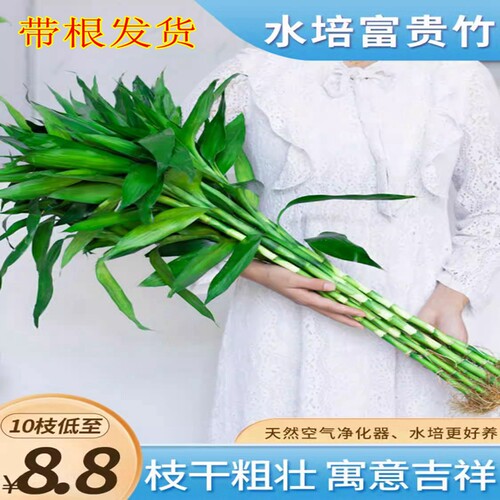 富贵竹水培植物带根客厅