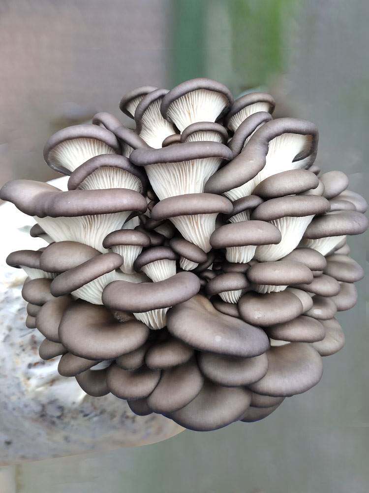 平菇香菇蘑菇种植菌包阳台养蘑菇菌种菌棒家庭室内养种食用菌
