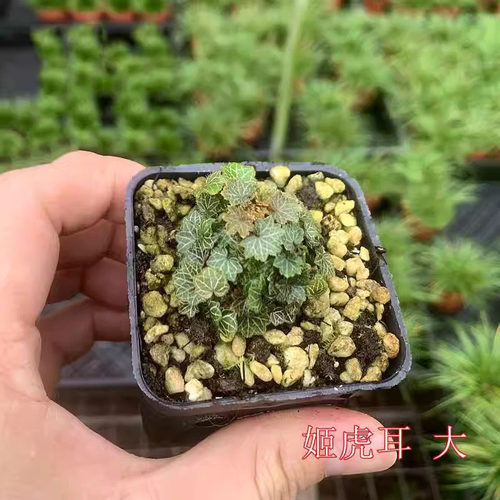 日本姬虎耳草盆栽拇指姬虎耳草