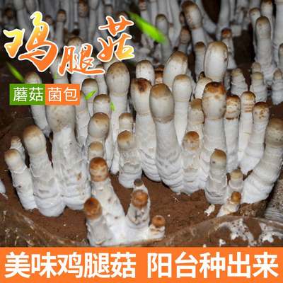 鸡腿菇食用菌菌包蘑菇种植菌包桶装阳台趣味种植包邮蘑菇菌棒好养