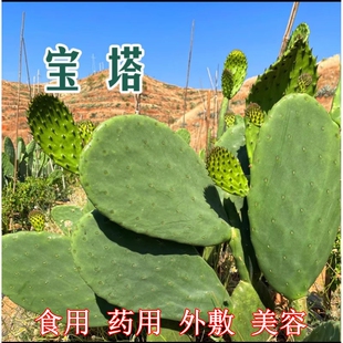 宝塔可食用仙人掌果苗药用米邦塔仙人掌种植片无刺盆栽中药外敷