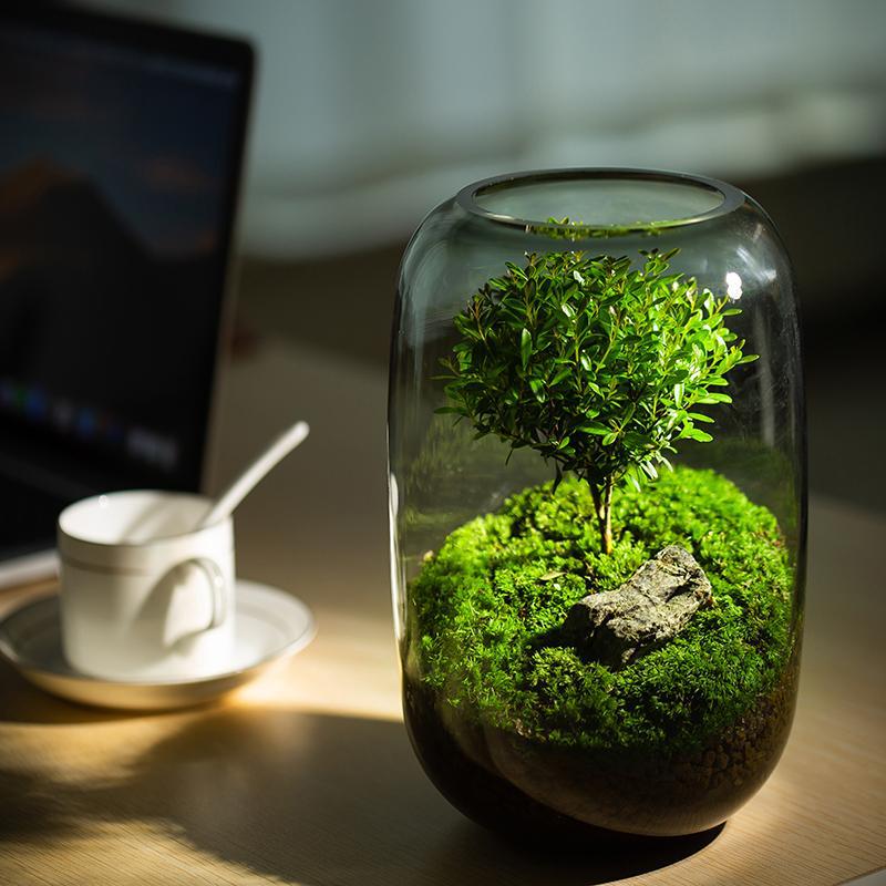 苔藓微景观生态瓶缸成品盆栽盆景成品造景赤楠绿植好养活水培盆景