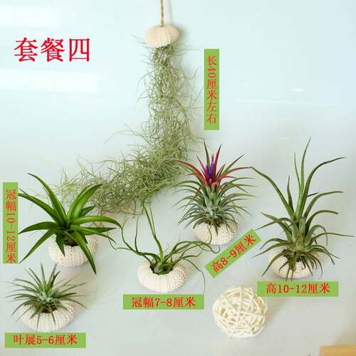 懒人无土植物空气凤梨海胆壳套餐创意盆栽绿植室内桌面迷你花卉