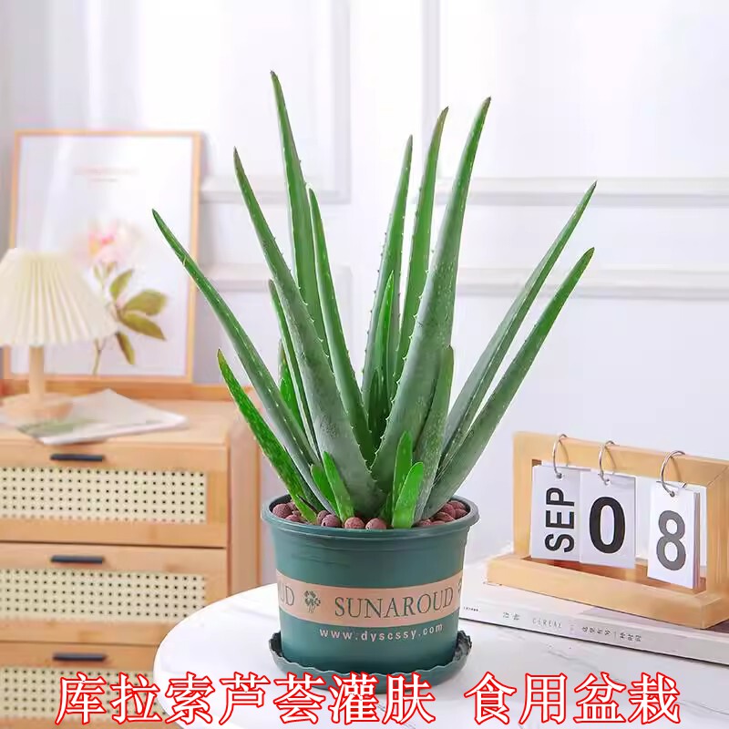 芦荟盆栽绿绿植多肉净化空气补水食用美容灌肤专用库拉索芦荟苗