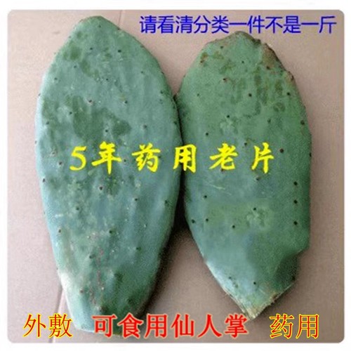 新鲜食用仙人掌米邦塔