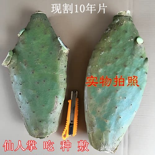 现割米邦塔食用仙人掌老片外敷