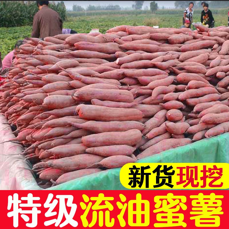 正宗山东烟薯25号流油红糖心稀软瓤密蜜薯育苗地瓜红薯种子高产