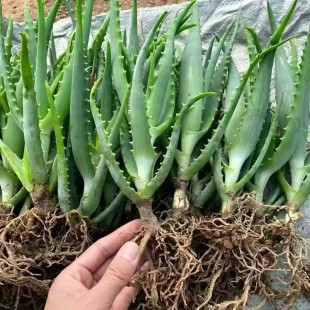正宗龙爪菊日本木立芦荟盆栽小苗食用老桩药用叶片美容多肉绿植物