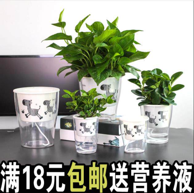 全透明自动仿玻璃图案包邮风信子