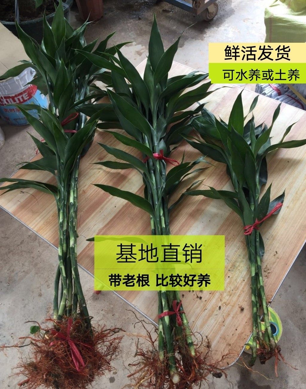 正宗大叶富贵竹金边有带老根 高长100cm土栽水培绿植净化空气好养