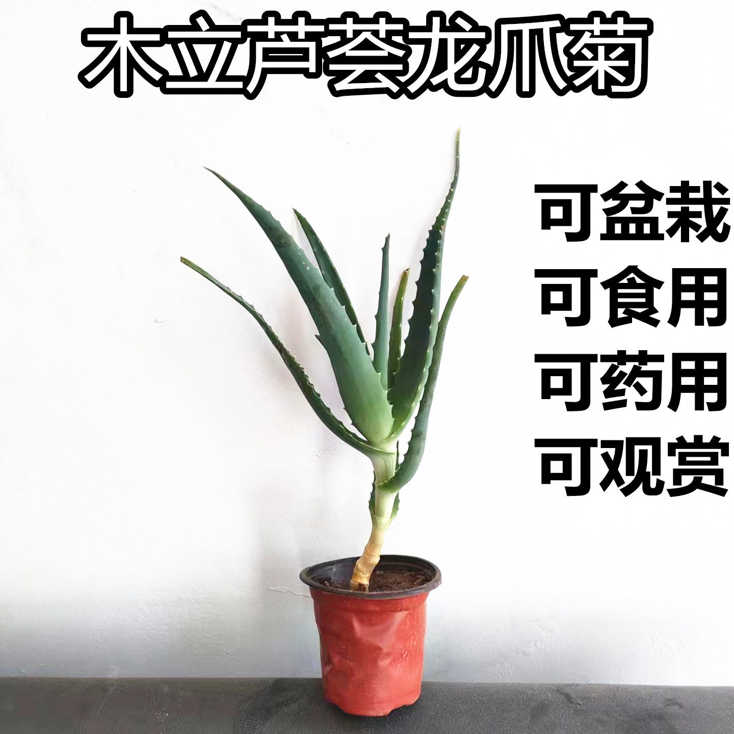 木立芦荟盆栽龙爪菊药用小苗可食用绿植日本正宗多肉植物老桩叶片