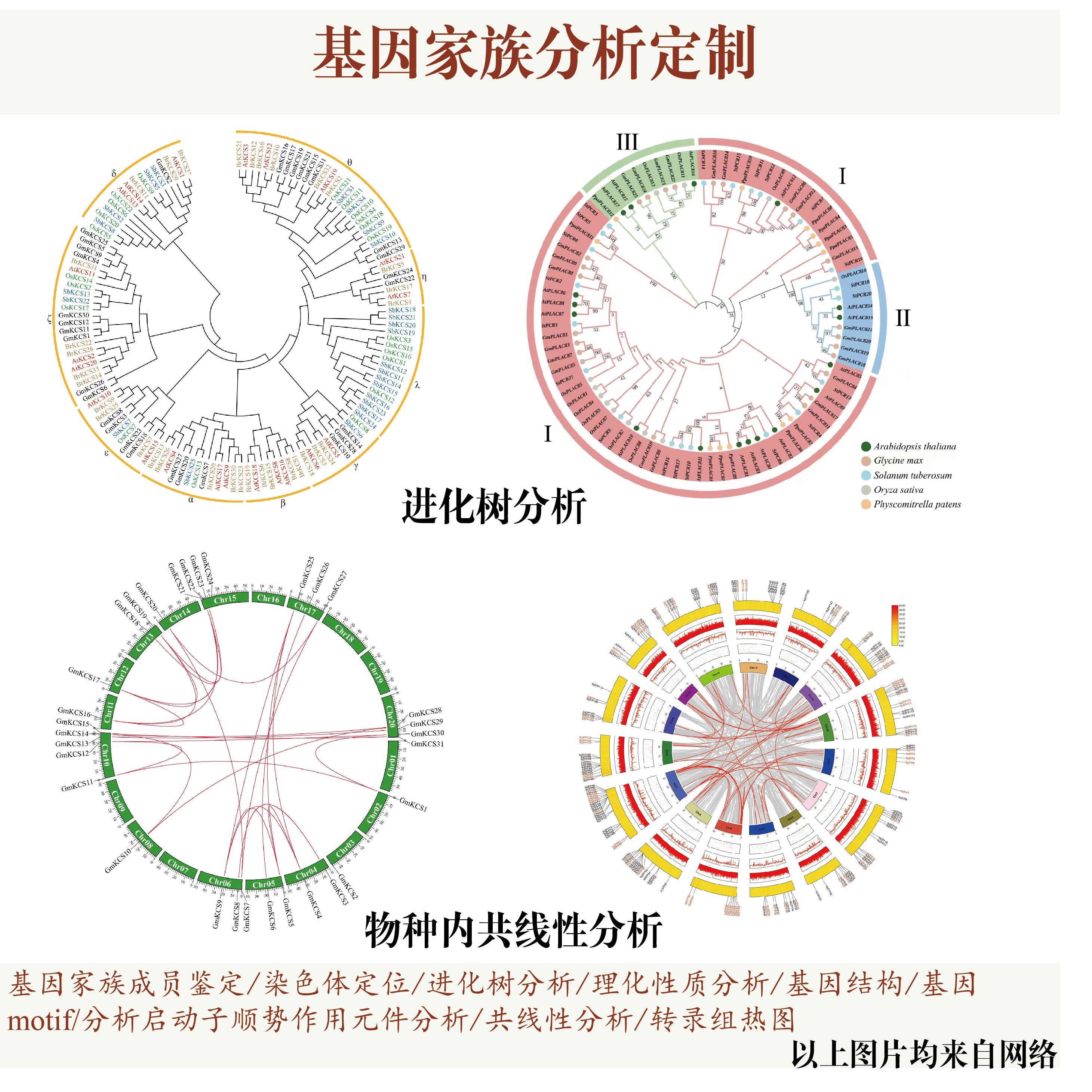 基因家族分析代做,包括基因家族成员鉴定染色体定位进化树共线性