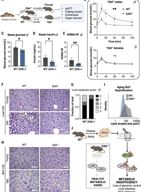 基因家族 WGD 图结构启动子分析生信服务