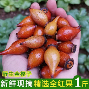 新鲜金樱子野生现摘刺梨子泡酒泡茶中药材果肉农家自晒金英子500g